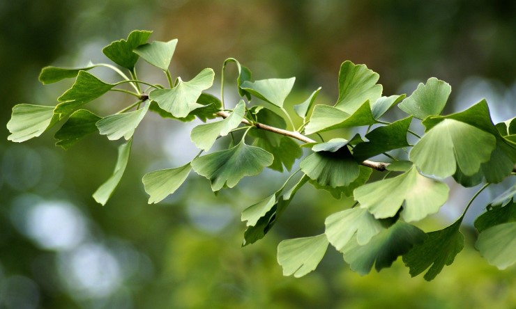 Gingko Biloba