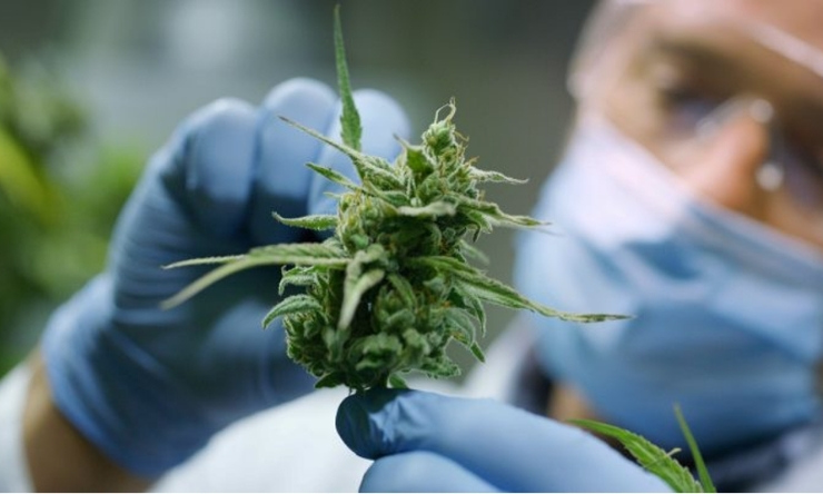 Close up image of laboratory worker holder up cannabis plant 