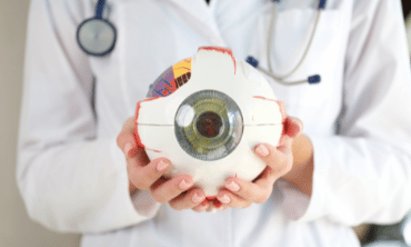 Person holding physical diagram of the eye