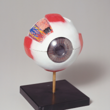 Model of the eye 