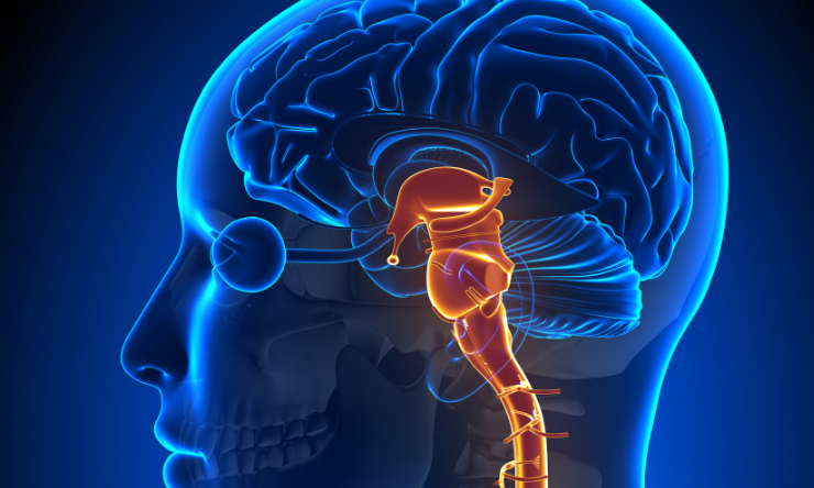 Optic Nerve Regeneration