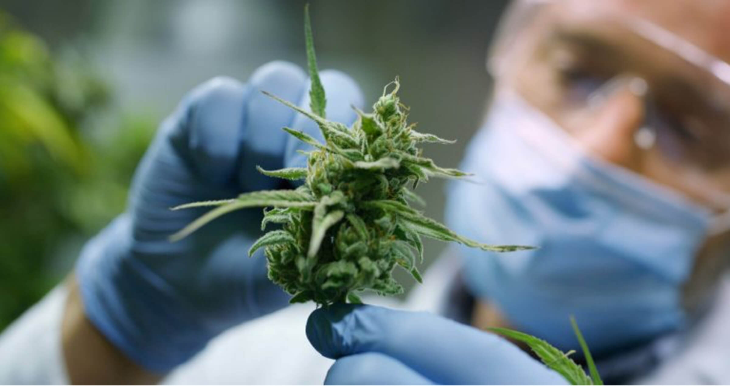 Close up image of laboratory worker holding cannabis plant