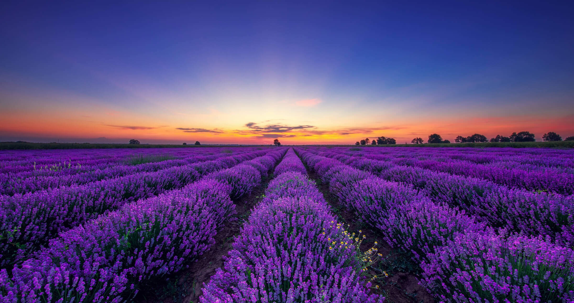 Image of blooming lavender fields in rows and rows, and a sunset sky.