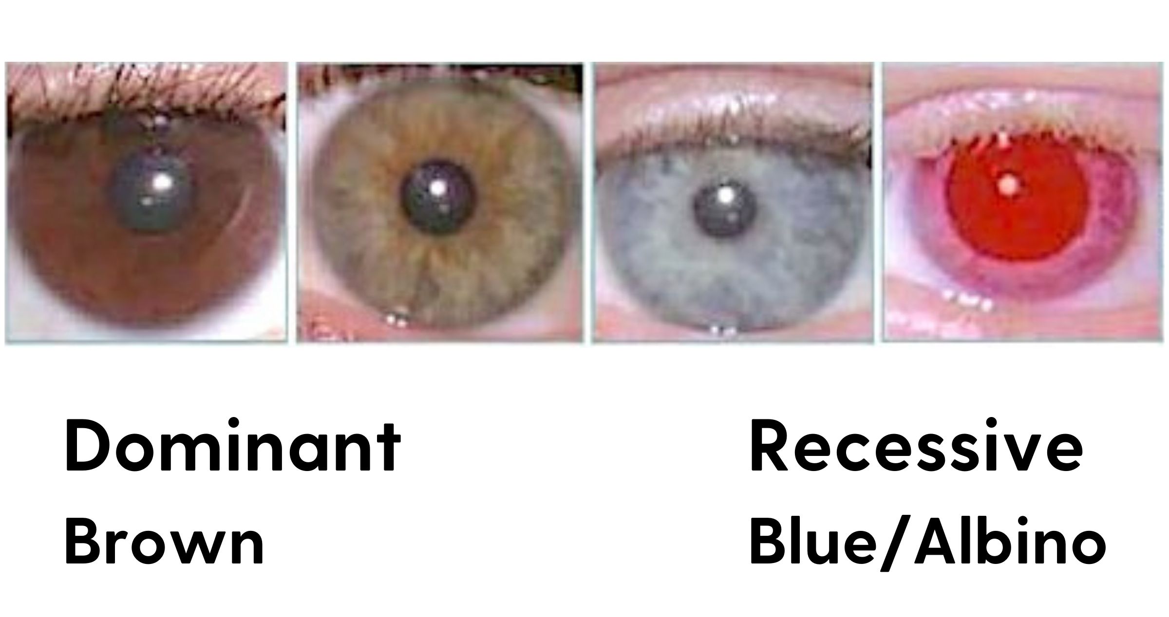 close up image of 4 different coloured eyes 