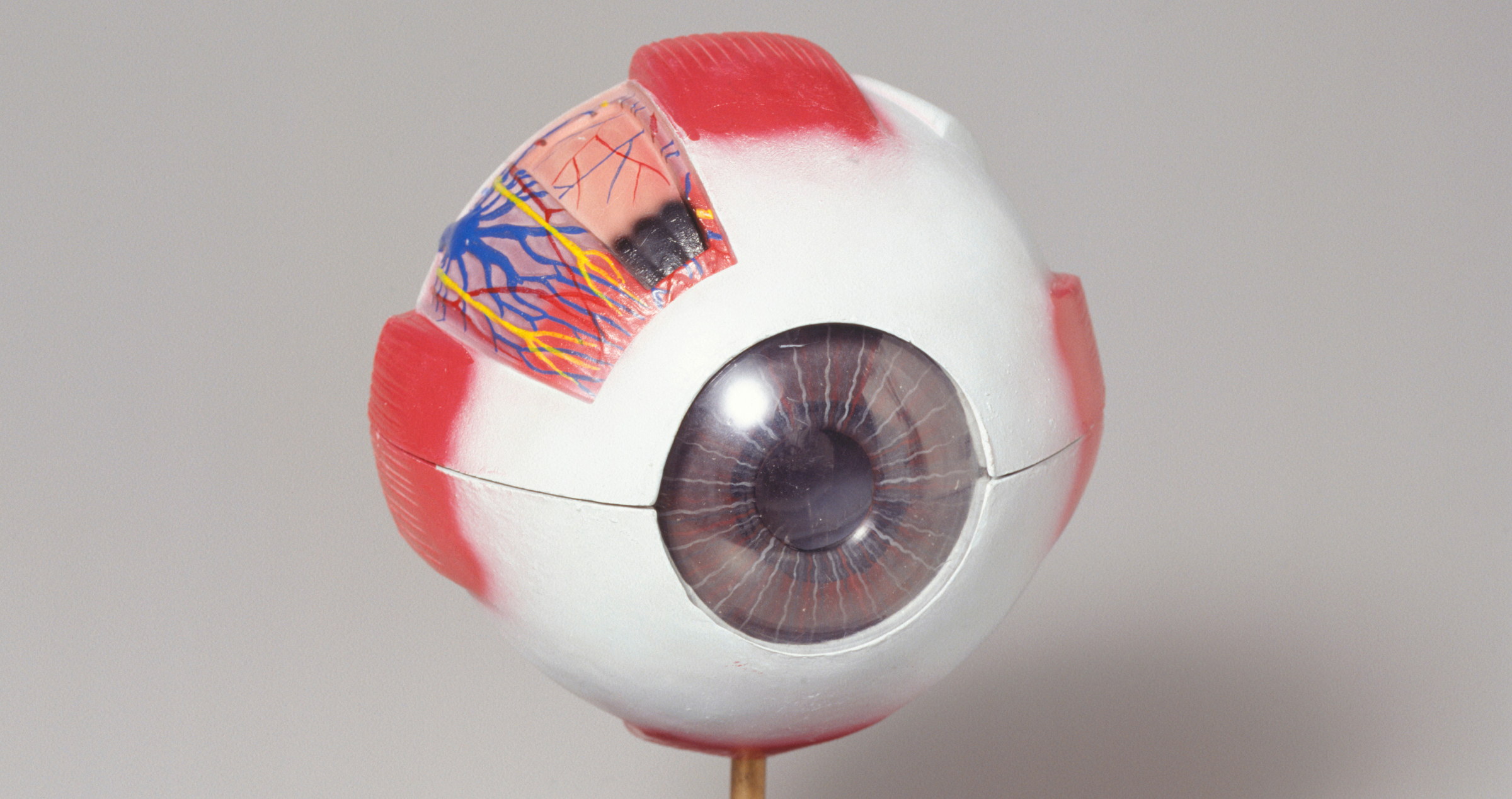 Model of the eye 