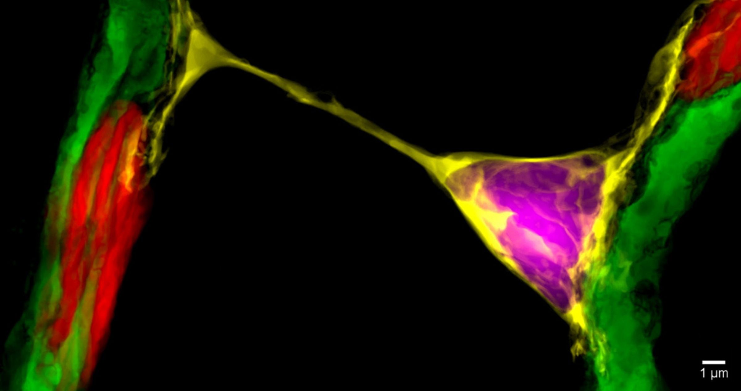 Close up digitised image of treated ganglion cells