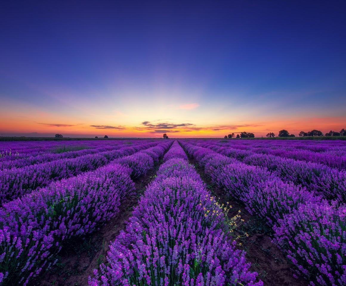 Image of lavender fields and a sunrise